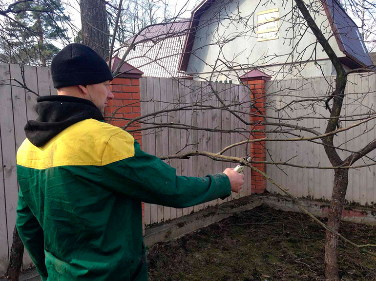 가을에 사과나무 가지치기