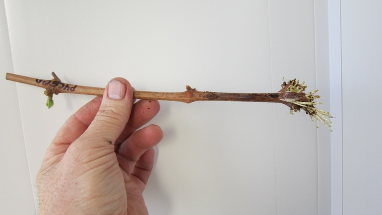 겨울 저장을 위한 포도 절단 준비