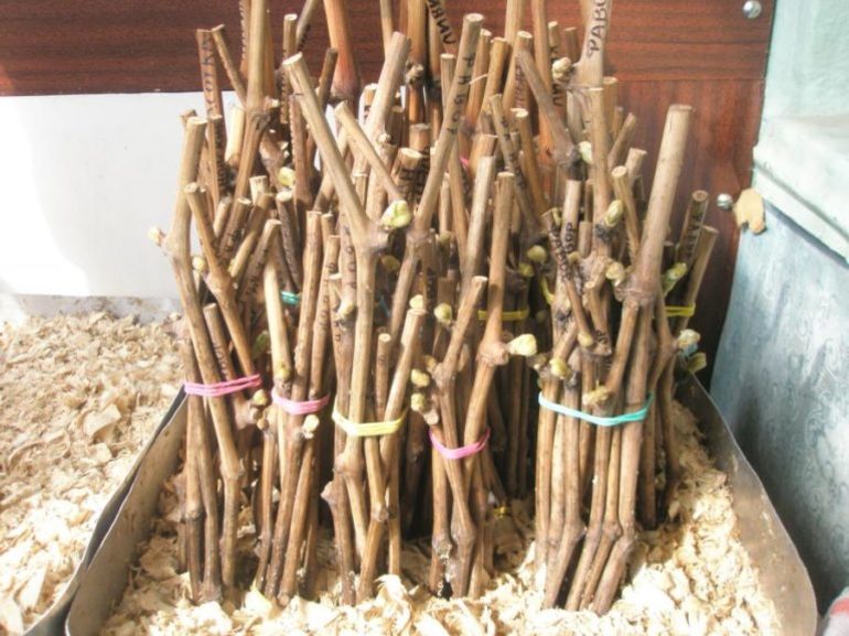 겨울철 포도 수확물 보관