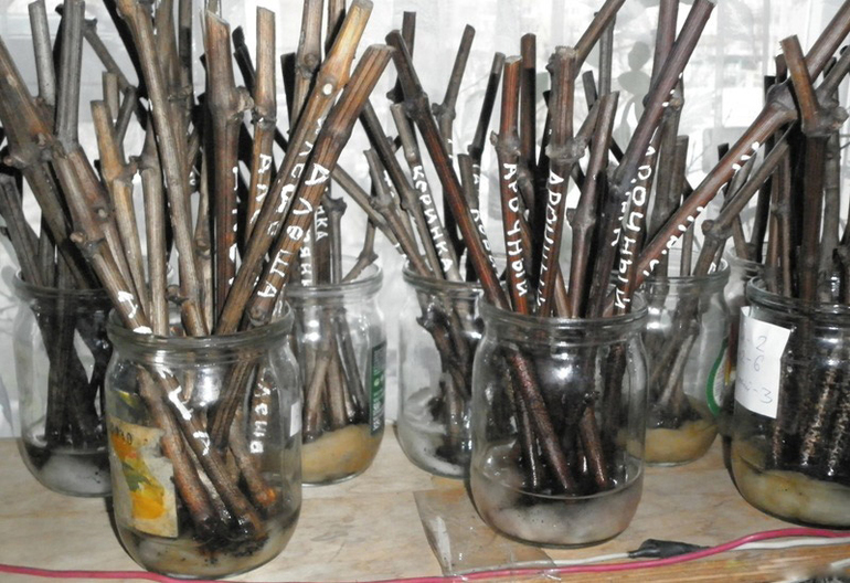 겨울철 지하실에 포도 꺾꽂이 보관