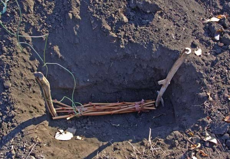 땅에 겨울 저장을 위한 포도 절단 준비