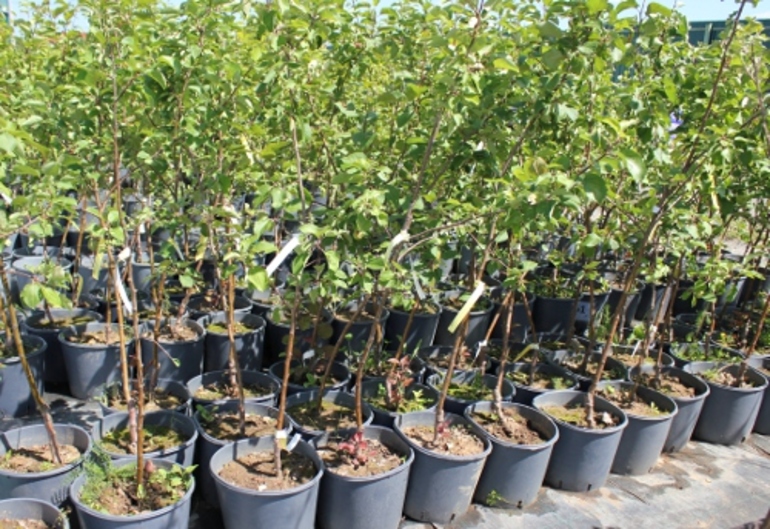 사과나무 심기의 중요한 조건