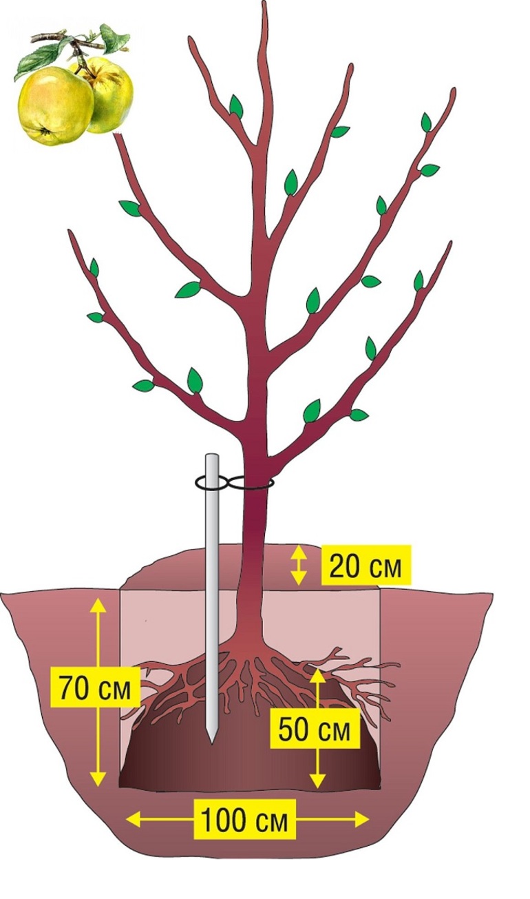 가을 사과나무 심기의 단점