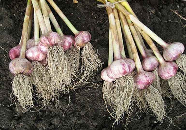 수확하기 적절한 시기