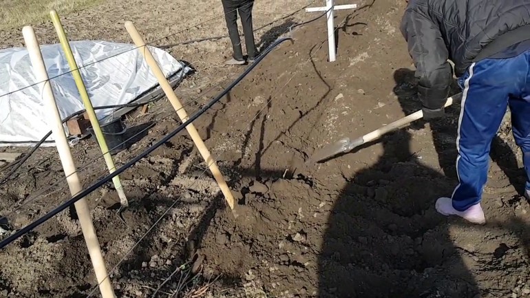 포도에 흙을 덮으세요