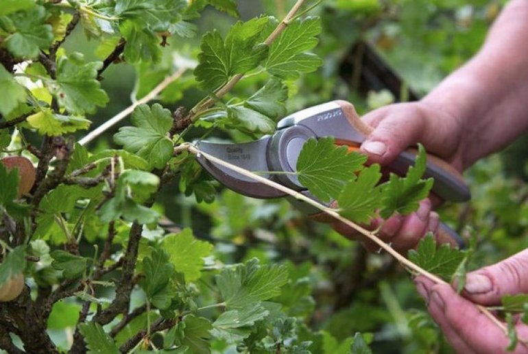 가을철 건포도 관리