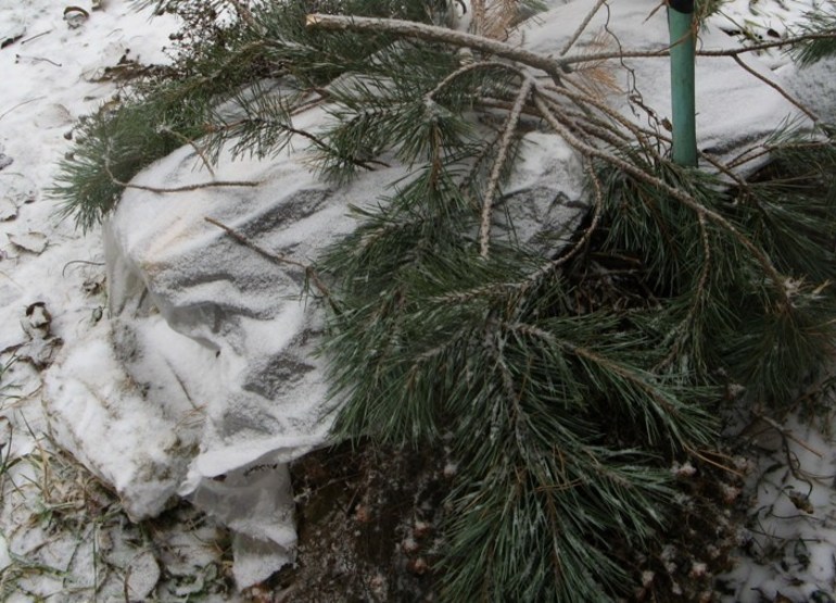 겨울 동안 건포도 덮기