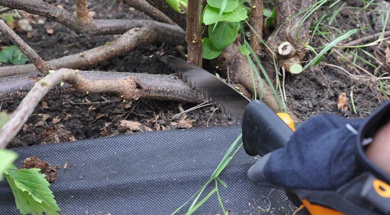 가지치기 절차의 미묘한 차이
