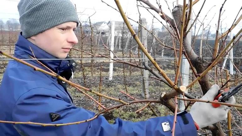 가지치기의 종류
