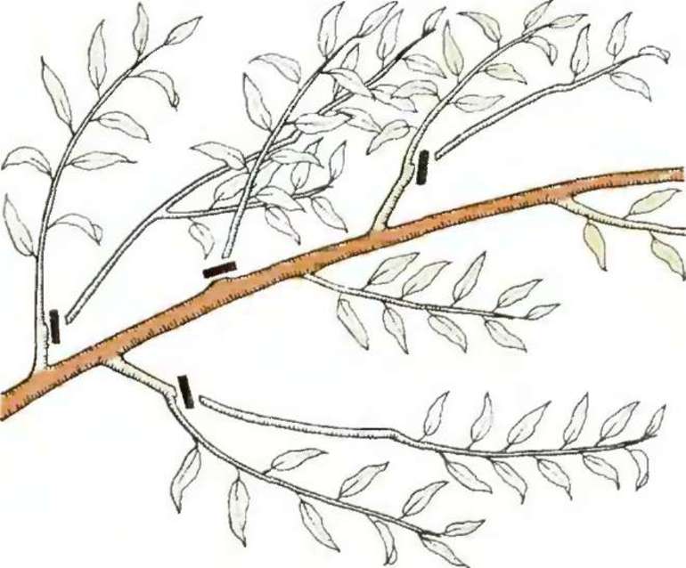 복숭아의 형성 가지치기