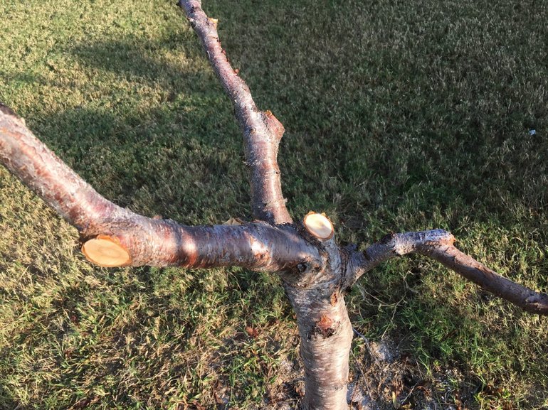 무계단 크라운의 형성