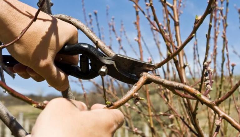 어린 나무의 가공