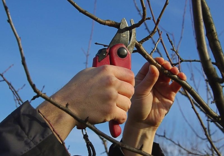 생육기 동안 작물의 가지치기,
