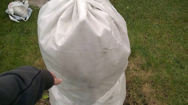 겨울 동안 수국을 덮다