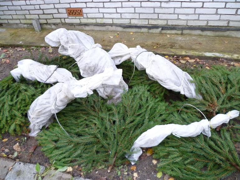 겨울 동안 수국을 덮다