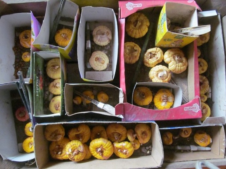 겨울철 집에서 글라디올러스 보관하기