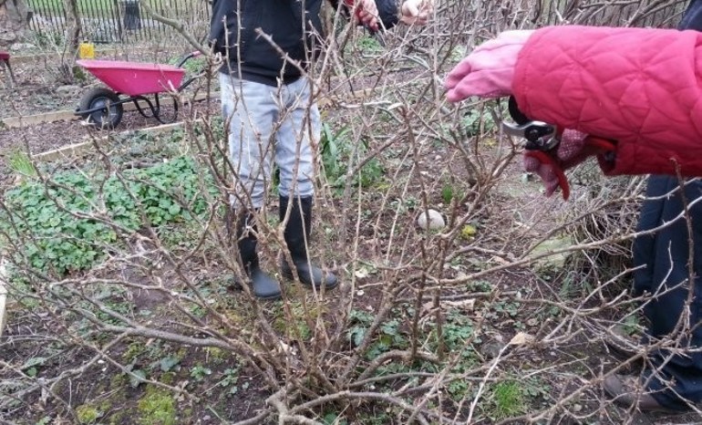 가을철 관목 관리