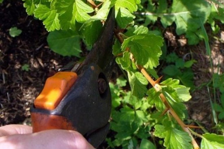 구스베리 가지치기 규칙