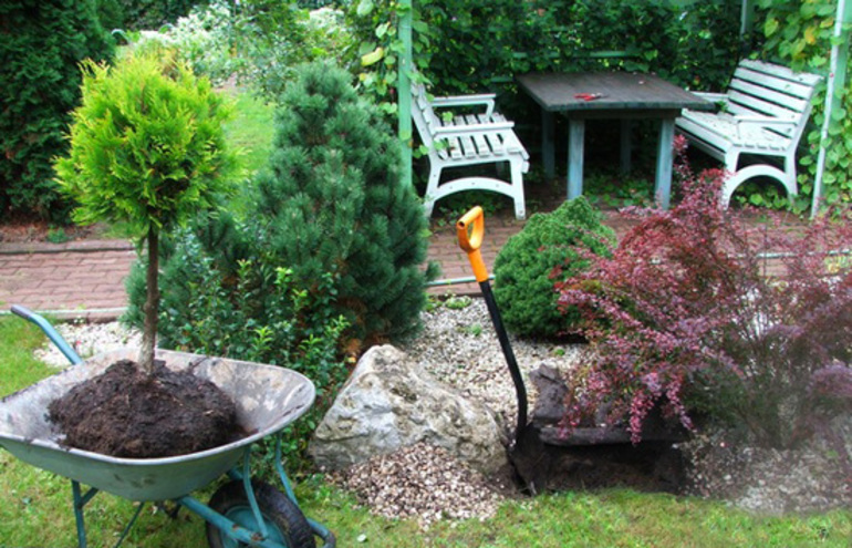 측백나무 이식의 특징