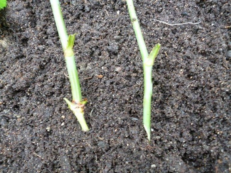 가을 가지치기의 이점