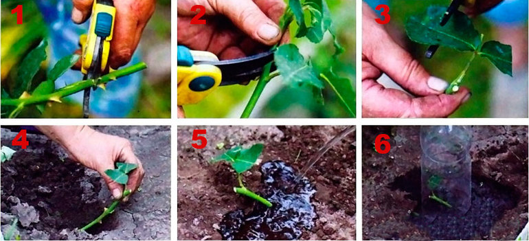 장미를 꺾꽂이로 번식시키는 단계별 알고리즘