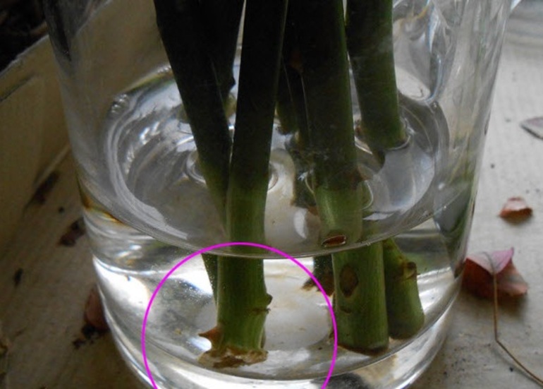 가을에 장미를 꺾꽂이로 번식시키는 방법