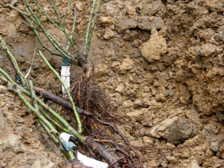 겨울철 장미 꺾꽂이 보관