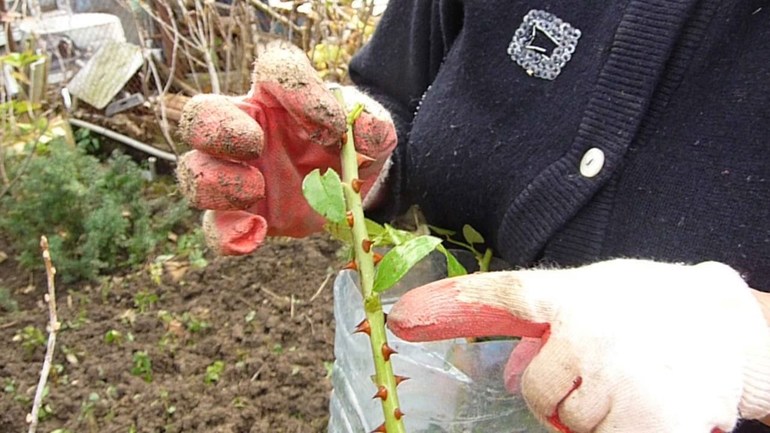 절단을 위한 새싹