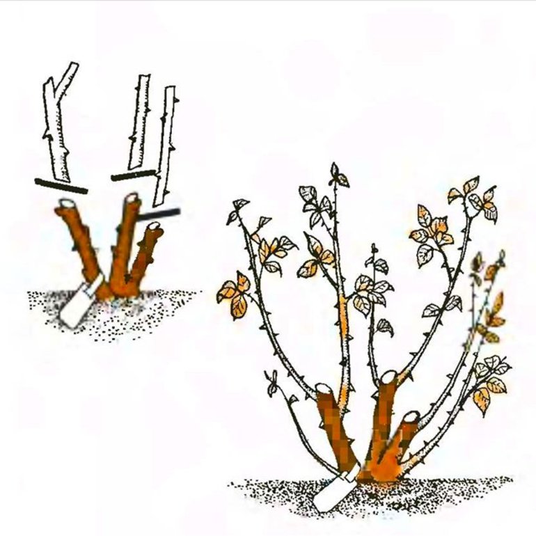 겨울철 장미 가지치기 방법