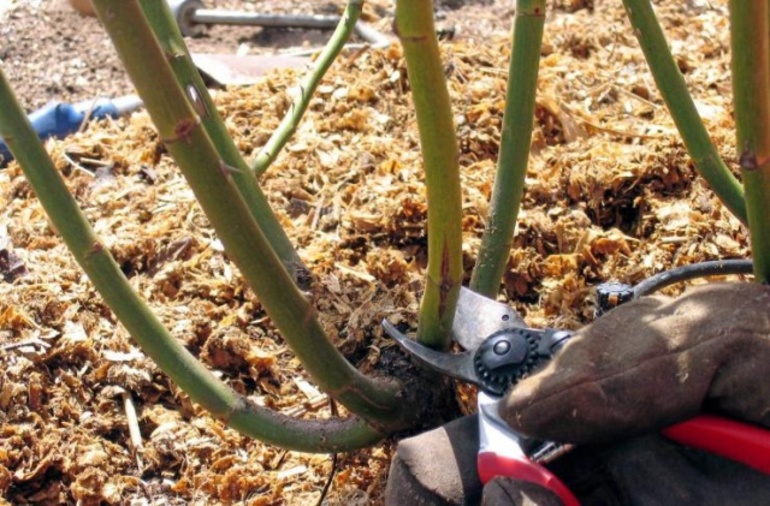 겨울철 장미 가지치기 방법