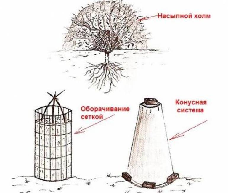 모스크바 지역에서 겨울철 장미를 덮는 방법