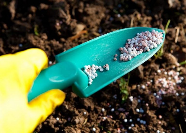 모스크바 지역에서 겨울철 덩굴장미 덮기