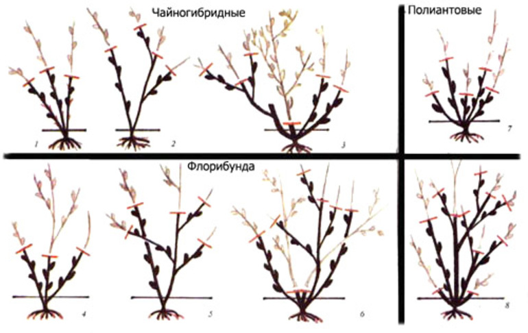 장미 가지치기 방법