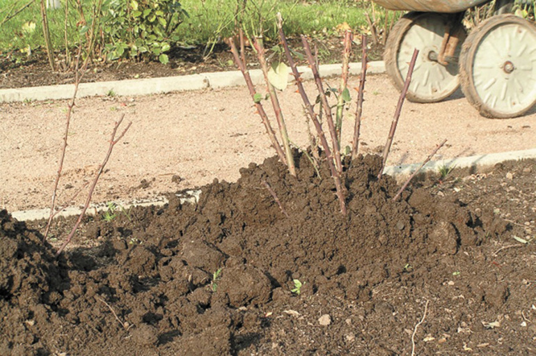 장미를 언덕 위로 올리다