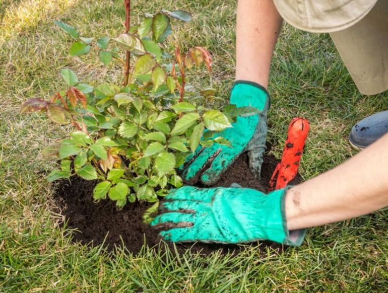 겨울을 대비한 장미 준비