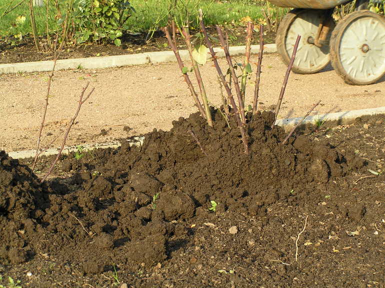 우크라이나에서 겨울을 대비한 장미 준비