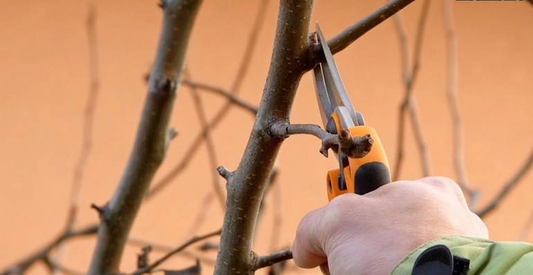 배나무 가을 가지치기