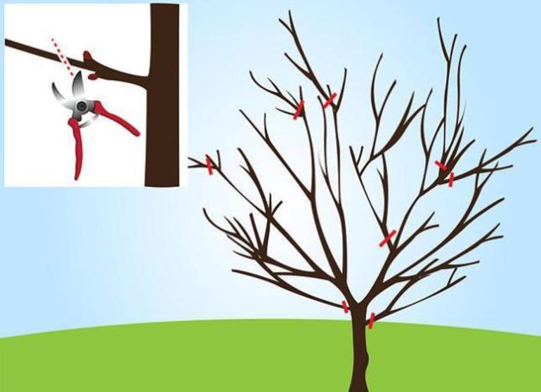 벚꽃나무 가지치기