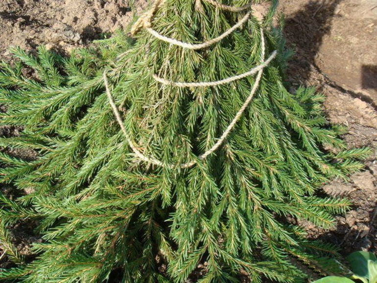 전통적인 바인딩