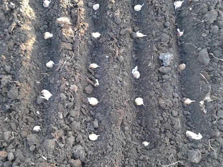 마늘 심기 및 재배에 필요한 사항