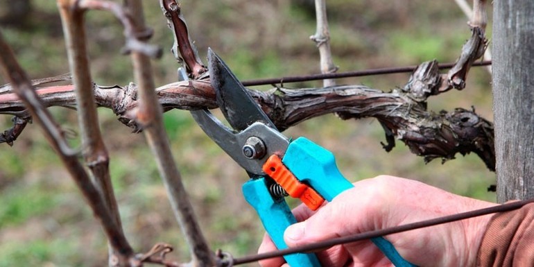 포도 가지치기 계획