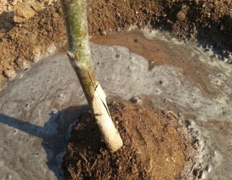 좋은 심기 시기