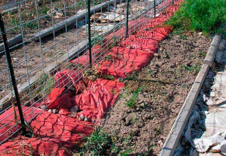 겨울 동안 포도를 덮다