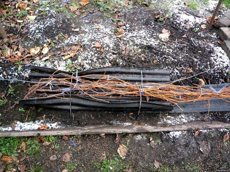 겨울철 포도를 덮는 방법