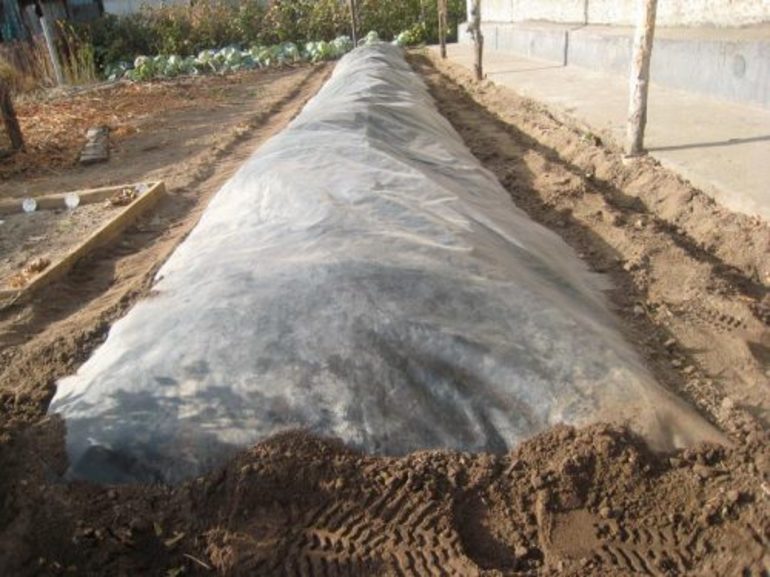 포도를 덮는 방법