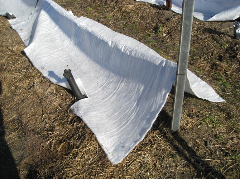 우크라이나에서 겨울 동안 포도를 덮는 방법