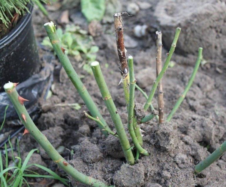 겨울을 대비한 장미 덤불 준비