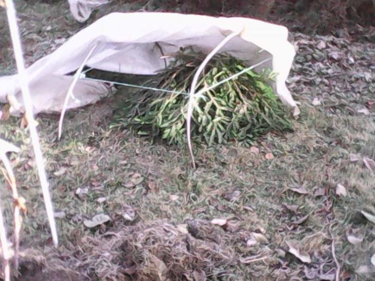 장미에 바늘을 씌우다