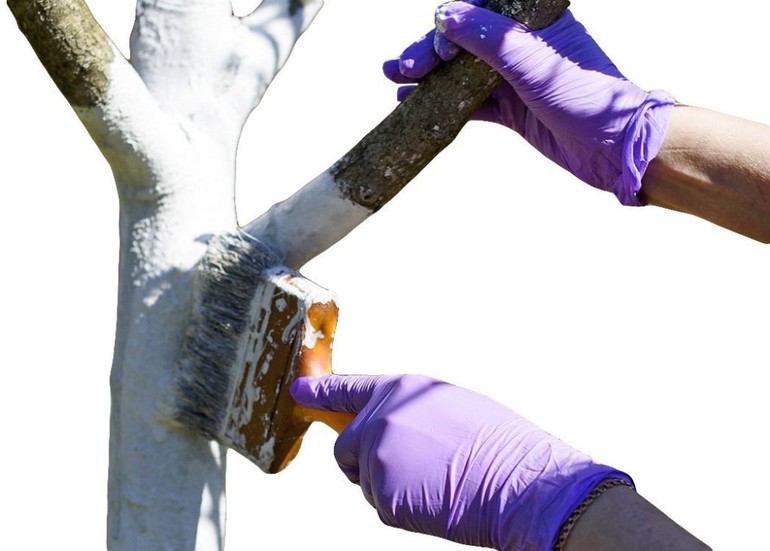 나무를 하얗게 칠해야 할 필요성