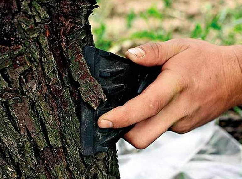 과일나무 줄기를 치우다